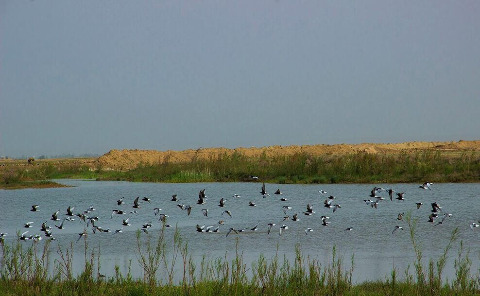 تالاب های لرستان خانه امن اما در معرض تهدید برای پرندگان مهاجر تالاب های لرستان خانه امن اما در معرض تهدید برای پرندگان مهاجر
