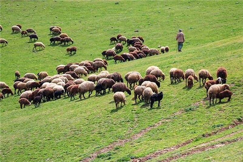 هفت برابر بیش از ظرفیت مجاز از مراتع کشور بهره‌برداری می‌شود