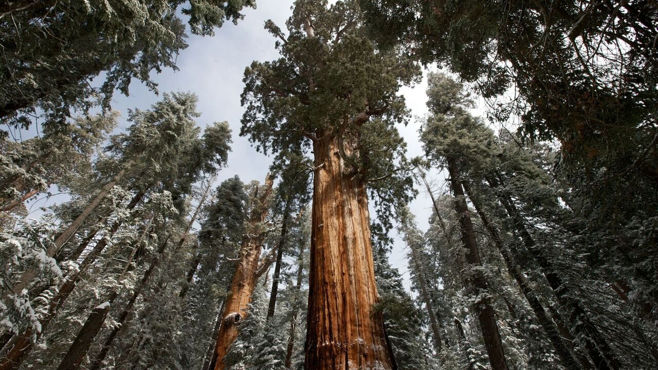 جدال جنگلهای قدیمی با تغییر اقلیم