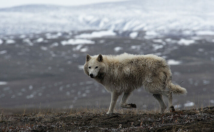 حملات حیوانات وحشی در خلخال نتیجه دخالت انسان در طبیعت است حملات حیوانات وحشی در خلخال نتیجه دخالت انسان در طبیعت است