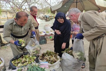 برداشت گیاهان خوراکی در سایه سخاوتمندی طبیعت بانه