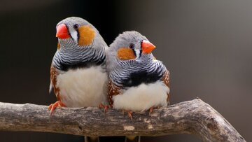 Amélioration de la capacité de régénération des oiseaux d'ornement avec un produit technologique iranien