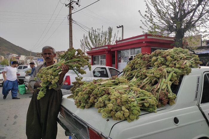 برداشت گیاهان خوراکی در سایه سخاوتمندی طبیعت بانه