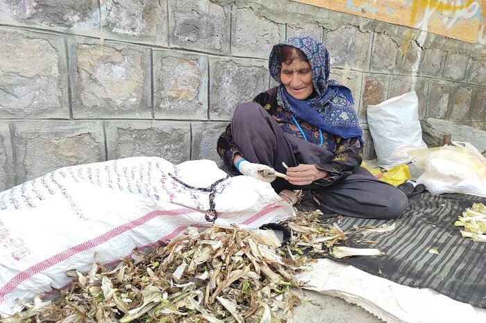 برداشت گیاهان خوراکی در سایه سخاوتمندی طبیعت بانه