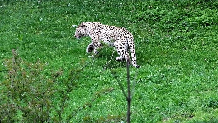 گیلان برای حوادثی چون پلنگ قائمشهر چقدر آمادگی دارد؟