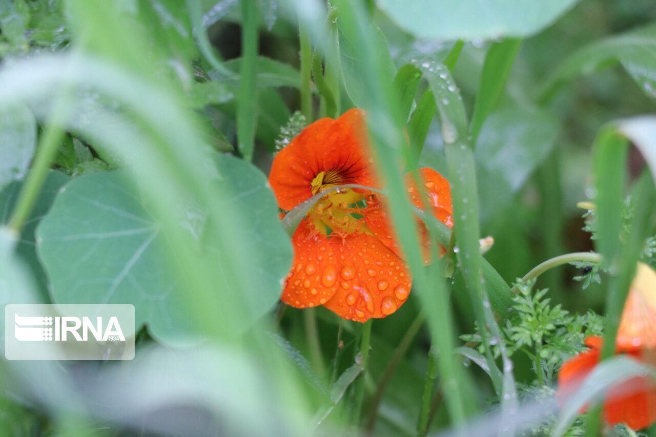 حسینیه اندیمشک رکورددار بارندگی در خوزستان 