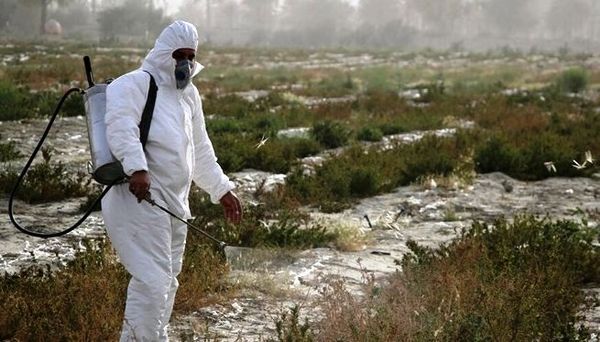 مبارزه با آفات ملخ در ۶۵۰۰ هکتار از مزارع شهرستان هوراند 