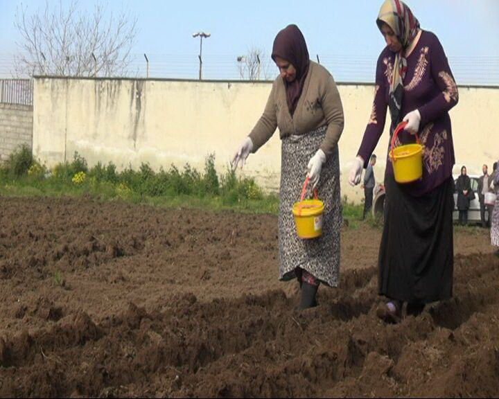 کشت بادام زمینی در آستانه اشرفیه آغاز شد