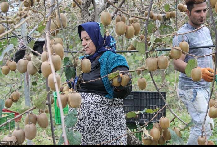ایران در تولید بذور گواهی شده محصولات کشاورزی به مرز خودکفایی نزدیک شده است