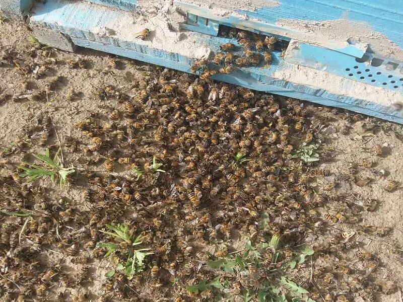 نمونه برداری از تلفات زنبورستانهای مهاباد به خارج از کشور ارسال شد