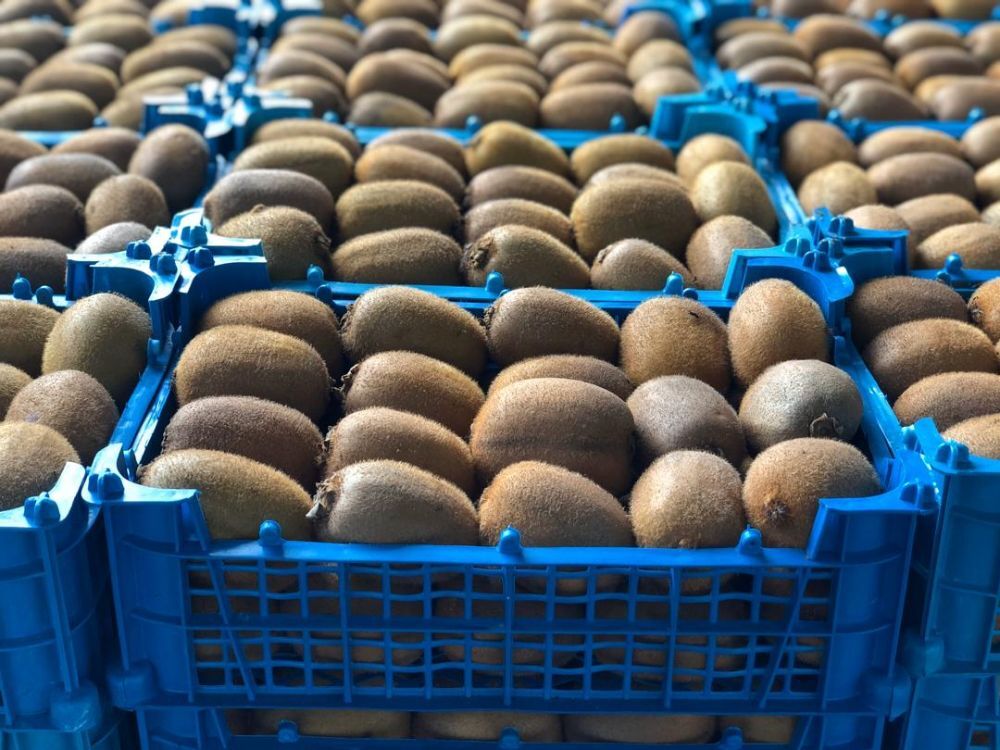 رسوب ۳۰ درصد کیوی تولیدی مازندران در سردخانهها رسوب ۳۰ درصد کیوی تولیدی مازندران در سردخانهها