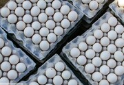 هزار و ۵۰۰ کیلوگرم تخم‌مرغ بدون مجوز در فردوس کشف شد