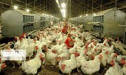 جوجه ریزی مرغ گوشتی در تربت حیدریه ۳۷ درصد رشد یافت