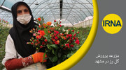 فیلم-مزرعه پرورش گل رز در مشهد