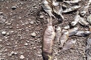 علت تلف شدن هزاران قطعه ماهی در دریاچه استحصال نمک بندر ماهشهر در دست بررسی است