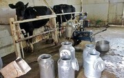 سالانه ۲۴ هزار تن شیر در شهرستان نیر تولید می‌شود