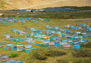 زنبورداران زنجانی مسمومیت ناشی از آفت کُش‌ها را جدی بگیرند 