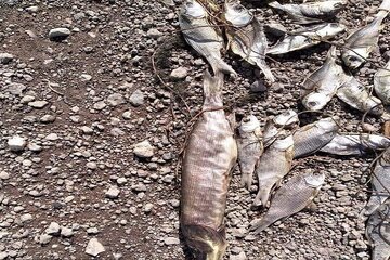 علت تلف شدن هزاران قطعه ماهی در دریاچه استحصال نمک بندر ماهشهر در دست بررسی است