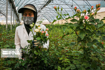 Rose farming in northeastern Iran