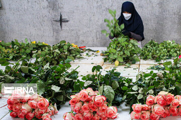 Rose farming in northeastern Iran
