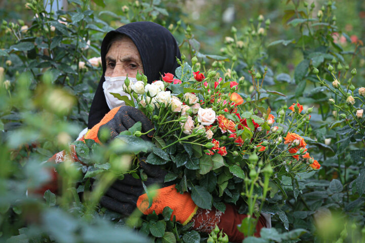 ۲۴۲ گلخانه فعال بخش کشاورزی در آذربایجان غربی مشغول تولید هستند
