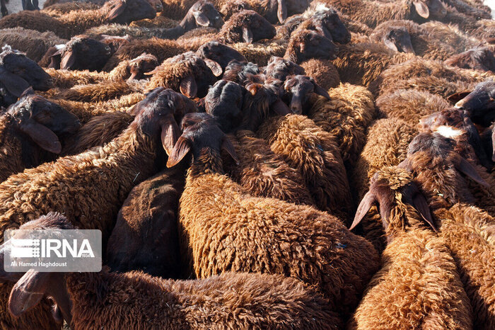 ۸۸ راس گوسفند قاچاق در کنگاور کشف شد