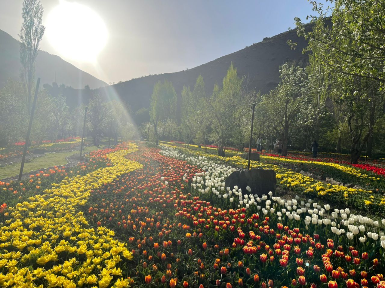 کوهپایه های البرز با لاله های رنگین  چهره ای زیبا به خود گرفت کوهپایه های البرز با لاله های رنگین  چهره ای زیبا به خود گرفت