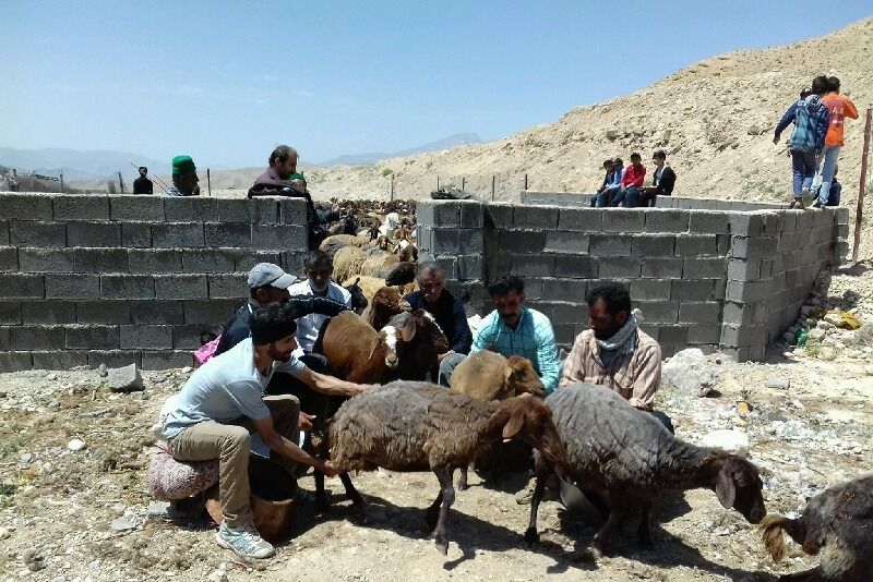 آیین ۴۰۰ ساله «شیردوشان» نیمه دوم اردیبهشت در دیباج برگزار می‌شود