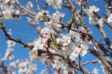 شکوفه‌های بهاری در کوچه و خیابان خلخال