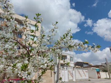 شکوفه‌های بهاری در رباط کریم زمستان را به عقب راندند