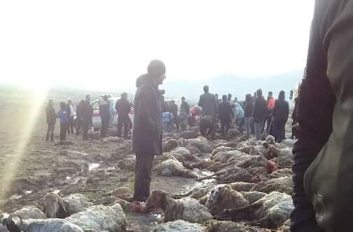 سیلاب ۸۰۰ راس دام را در مشگینشهر تلف کرد