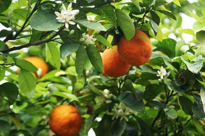 نارنج‌های روی درختان را بچینید؛ مگس مدیترانه‌ای در کمین است!