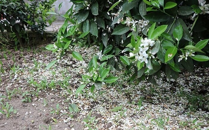 جشنی برای عطر بهار نارنجهای گیلان