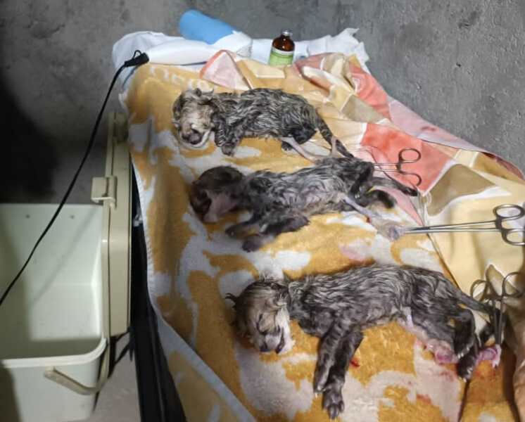 “Iran” the cheetah gives birth to three cubs