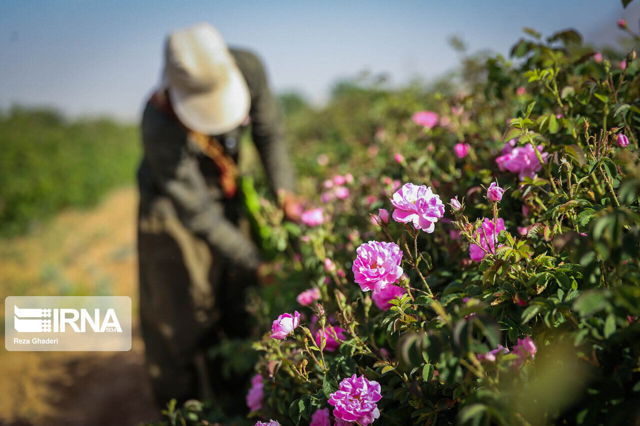 IRNA English - Rose picking and rose water extracting in southern Iran