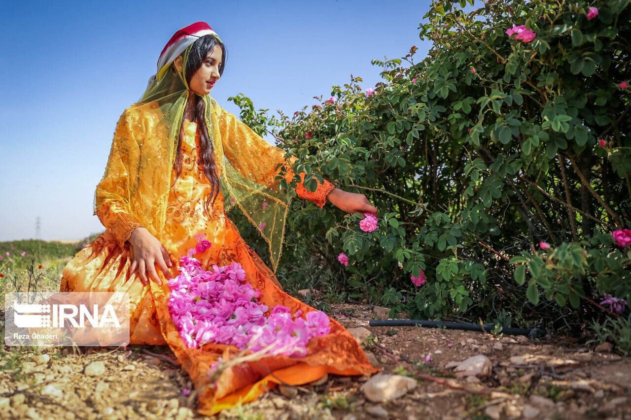 IRNA English - Rose picking and rose water extracting in southern Iran