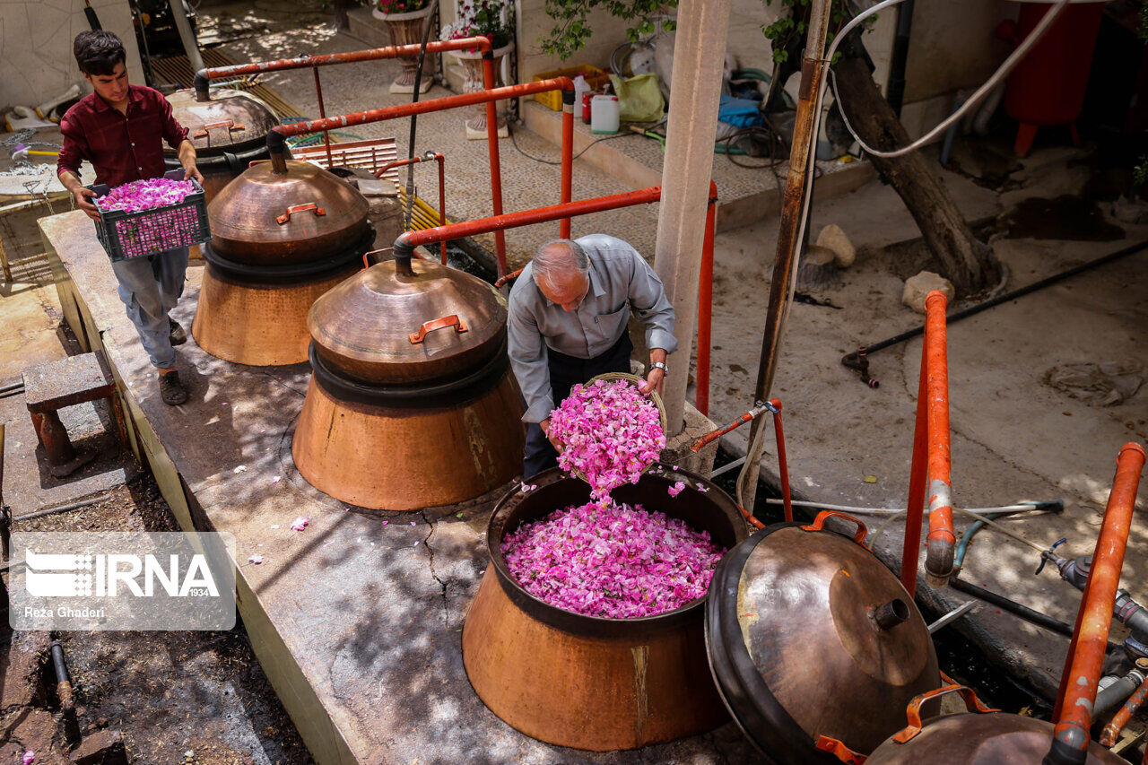 IRNA English - Rose picking and rose water extracting in southern Iran