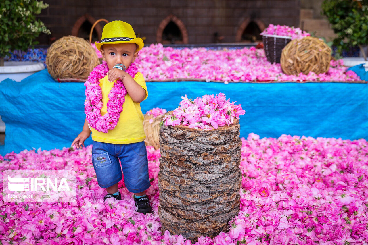 IRNA English - Rose picking and rose water extracting in southern Iran