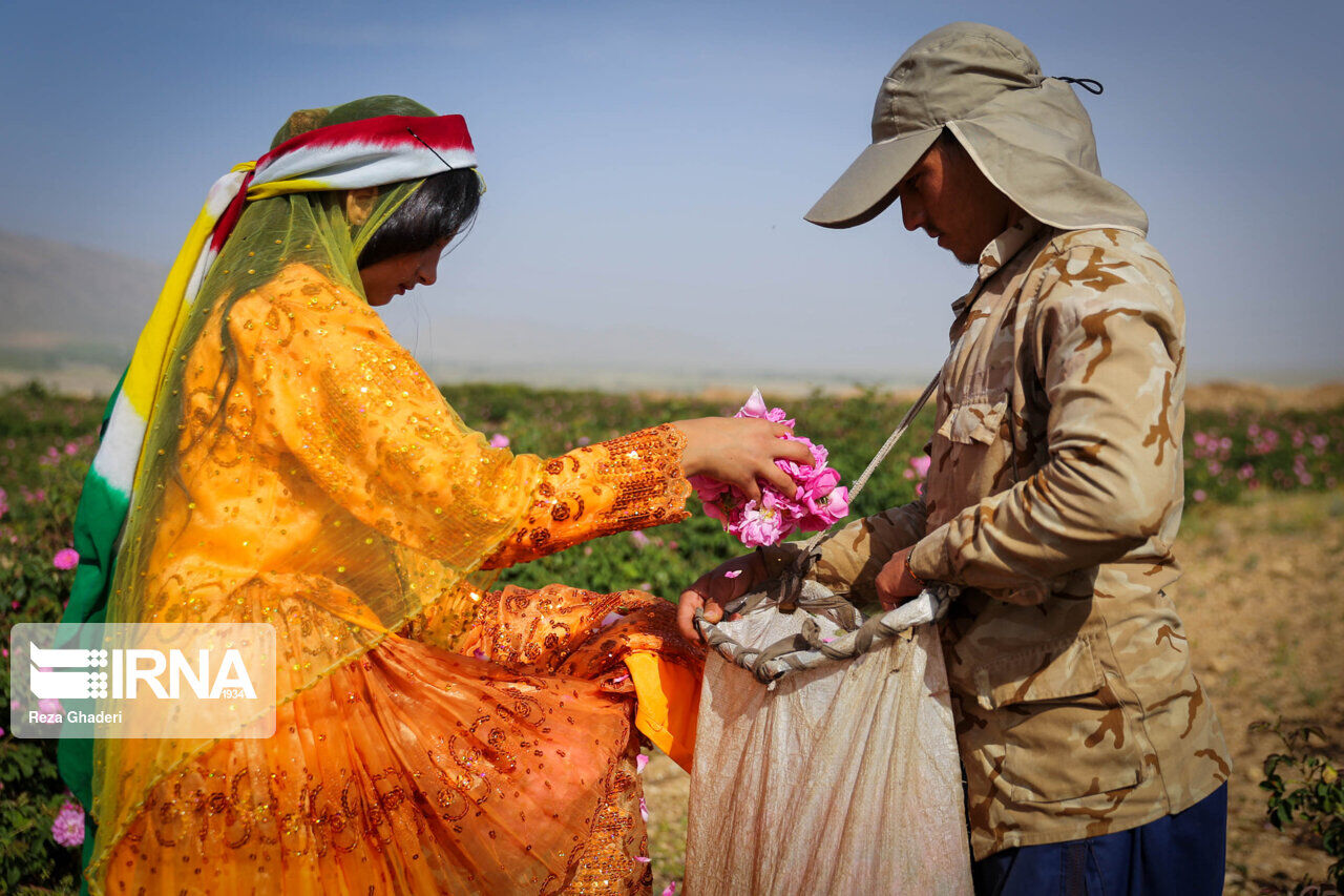 IRNA English - Rose picking and rose water extracting in southern Iran