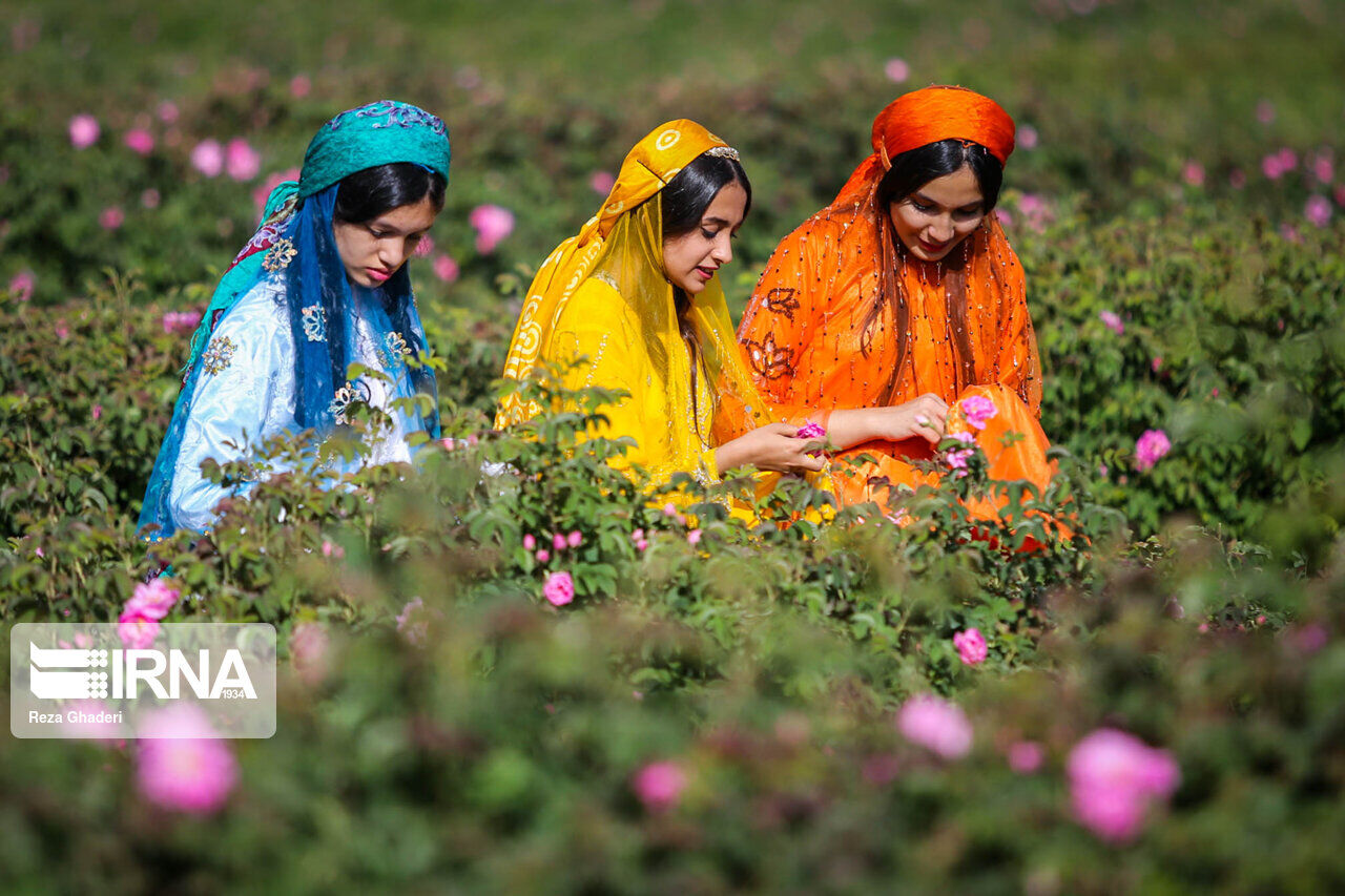 IRNA English - Rose picking and rose water extracting in southern Iran