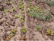 توفان سه هزار و ۶۰۰ میلیارد ریال به محصولات باغی بردسکن خسارت زد