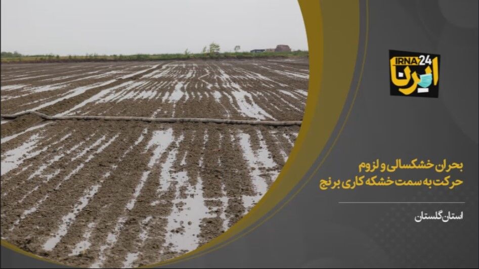 فیلم/ خشکه‌کاری شالی در گلستان ضرورتی که باید گسترش یابد