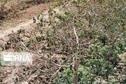سرما ۳ هزار و ۸۲۲ میلیارد ریال به کشاورزی خراسان جنوبی خسارت زد
