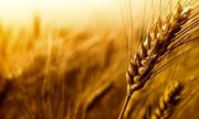 بانک جهانی: گندم پیشتاز گرانی در جهان است/ تورم کالاها تا سال ۲۰۲۴ ادامه خواهد داشت