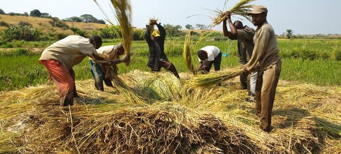 پژواک جنگ اوکراین بر اقتصاد جهان؛ قیمتهای رو به افزایش مواد غذایی در آمریکا