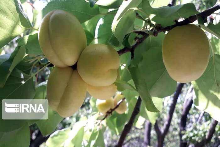 توان خراسان رضوی در تامین امنیت غذایی/ ۷۵ درصد کشاورزی استان همچنان سنتی است