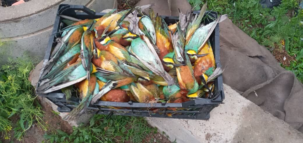 تشکیل پرونده قضایی برای عامل مرگ پرندههای زنبورخوار در مراغه تشکیل پرونده قضایی برای عامل مرگ پرندههای زنبورخوار در مراغه