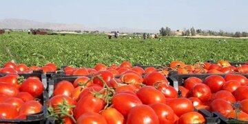 دستور استاندار برای گره‌گشایی از مشکل گوجه‌فرنگی‌ کاران کهگیلویه و بویراحمد