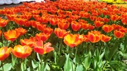 Festival des tulipes à Karaj près de Téhéran