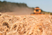 تشدید دغدغه جهانی گندم و غلات در سایه جنگ اوکراین